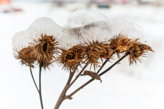 January 03, 2011. Icy dry burdock fruits after an icy rain 