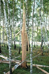 July 17, 2009. Birch forest. The result of lightning hitting a tree.