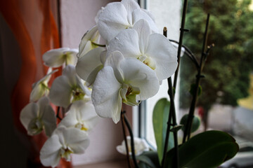 Naklejka na ściany i meble Blooming orchidaceae on a window