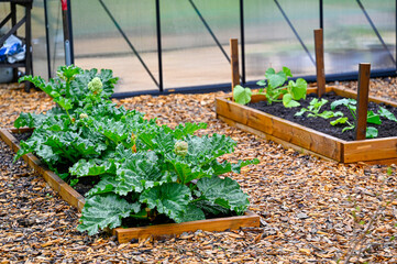Cultivation boxes with rhubarb and squash and green house