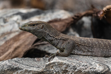 A large monitor lizard rests on a rock