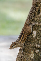 Palm squirrel comes down from the tree