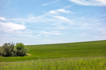 Obraz premium Green cereal fields in spring.