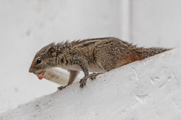 Palm squirrel drinks water from a pipe