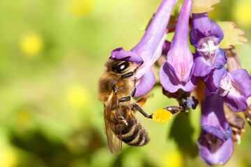 A bee pollinates a flower. Corydalis solida