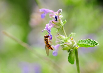 Schwebfliege an Katzenminze