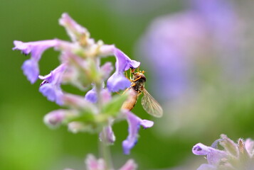 Schwebfliege an Katzenminze