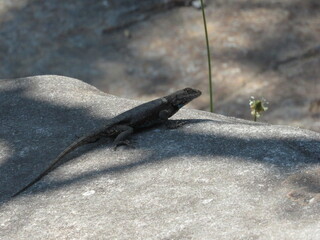 lizard on the rock