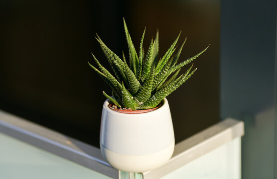 Close up view of a gasteria genus plant of relatively rare, ​aloe-like succulents photographed in a white pot. This flowers is also called ox tongue. Plants photography.