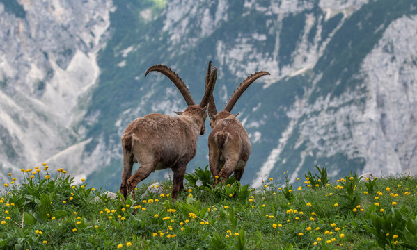 Alpine ibex in the mountains in the morning