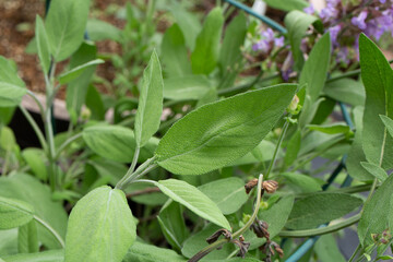 コモンセージ; 学名：Salvia officinalis.　５月撮影（東京）肉の臭み消しに使われるハーブ