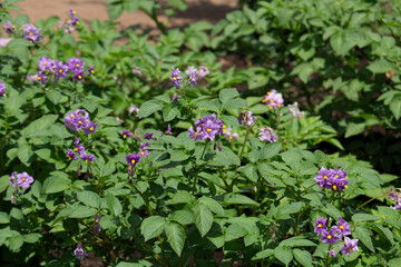 ジャガイモの花が咲いた（英: potato、学名：Solanum tuberosum L.）別名 馬鈴薯 （ ばれいしょ ）