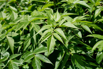 ヒュウガトウキ（ニホンヤマニンジン）学名：Angelica furcijuga