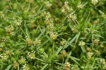 プランタゴサイリウム　学名：Plantago...