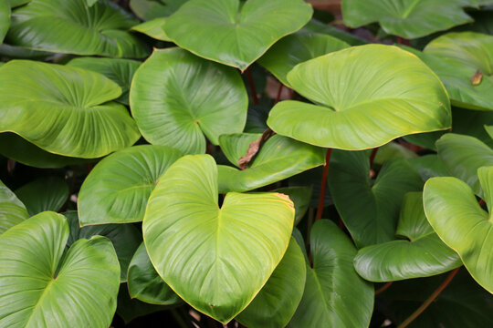 selective focus full screen leaves green calladium , suitable for wallpaper, backround, backdrop smartphone tablet pc