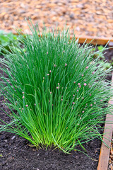green and wet chive growing in cultivating box - obrazy, fototapety, plakaty