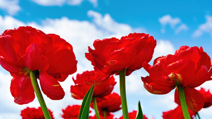Naklejka premium Growing varietal Dutch tulips concept. Red tulips against a blue sky with white clouds on a sunny day. Spring flowers for floral background or wallpaper close up with copy space.