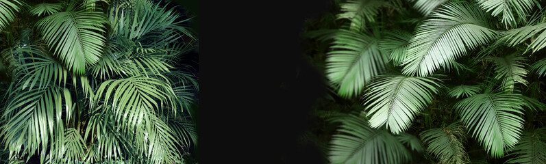 Palm leaves on darken backdrop. Green tropical plant leaf on black background. Horizontal nature...