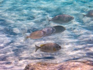 A flock of fish on a shallow sandy seabed. Underwater scene.