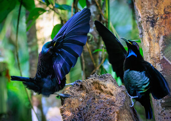 Two mature Victoria's Riflebirds displaying