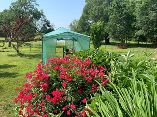 Greenhouse in the country with flowers, summertime