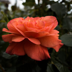 Delicate orange colored rose blooming in the garden