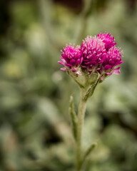 Close up of rosy pussytoes flower