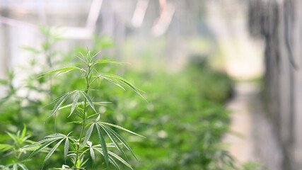 Fototapeta na wymiar Cannabis plants ready for harvest in a greenhouse. Alternative herbal medicine, health, hemp industry concept