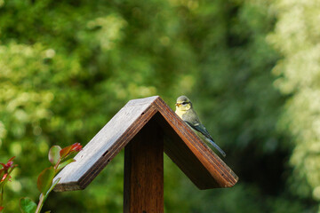 Une petite mésange bleue sur le toit d'une mangeoire