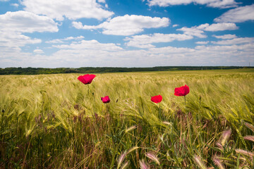 Green wheat field and poppy flowers in the hungarian countryside © Nikolett