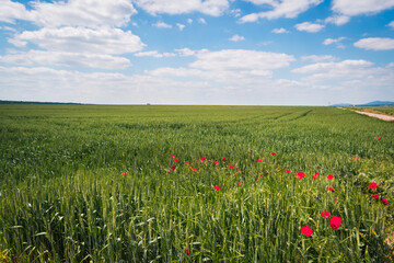 Green wheat field and poppy flowers in the hungarian countryside