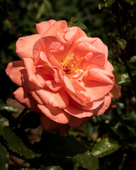Delicate orange colored rose blooming in the garden