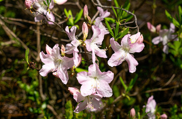 Blooming bushes with light pink delicate flowers in the spring garden close-up.