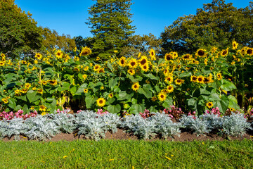 yellow sunflowers in the morning background