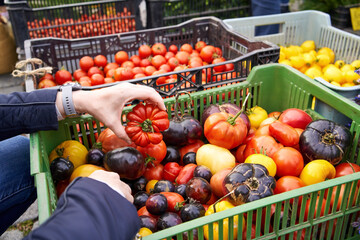 Woman at the farmers market shopping for fresh vegetables