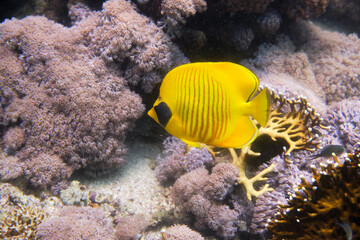 Naklejka na ściany i meble Fish, Shell, Coral Reef, Underwater World, Maritime, Red Sea, Egypt
