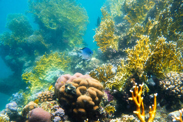 Fish, Shell, Coral Reef, Underwater World, Maritime, Red Sea, Egypt