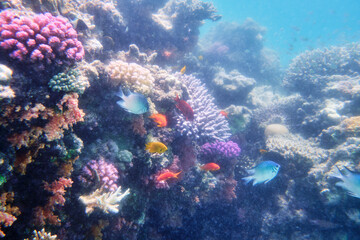 Fototapeta na wymiar Fish, Shell, Coral Reef, Underwater World, Maritime, Red Sea, Egypt