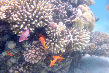 Fish, Shell, Coral Reef, Underwater World, Maritime, Red Sea, Egypt