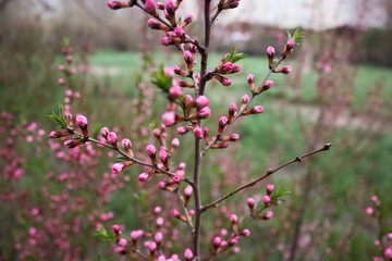 pink flowers in spring