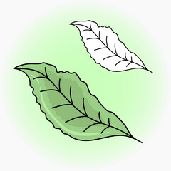 Vector green leaf in flat style. Icons  isolated on green background. Sticker, icon, outline, coloring page.