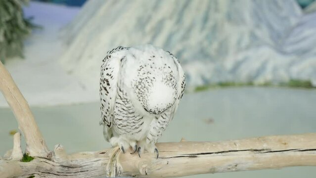 Snowy owl close-up watch bird in cage