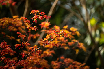 Flowers seen in Niigata, Japan in early April
4月上旬に日本 新潟で見れる花