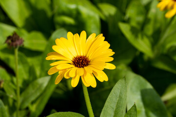 Yellow calendula flower