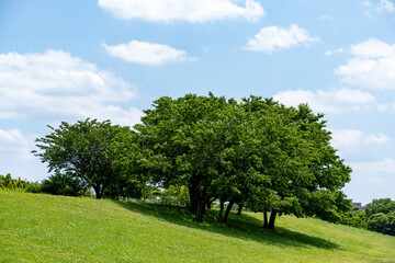 Fototapeta na wymiar 神奈川県相模三川公園の風景