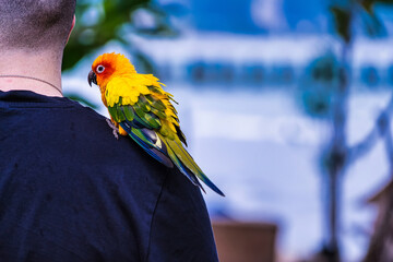 Phuket, Thailand - May, 07, 2022 : A beautiful parrot perched on a tourist's shoulder in the resort at Phuket, Thailand.
