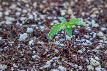 Beautiful female Sour Diesel Cannabis (hemp) plant growing, Cape Town, South Africa