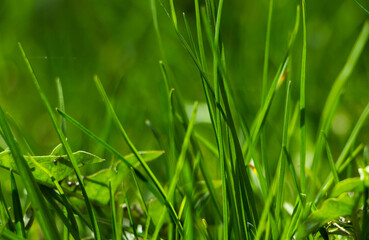 Summer background - green grass in the sun

