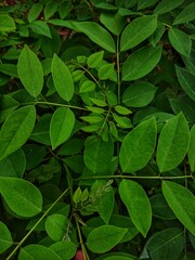 green leaves background