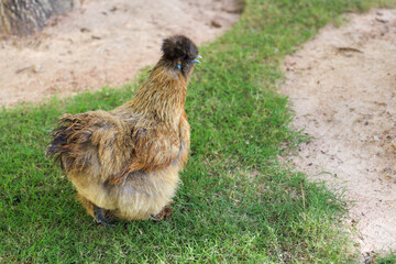 The Silkie hen is live in grass garden